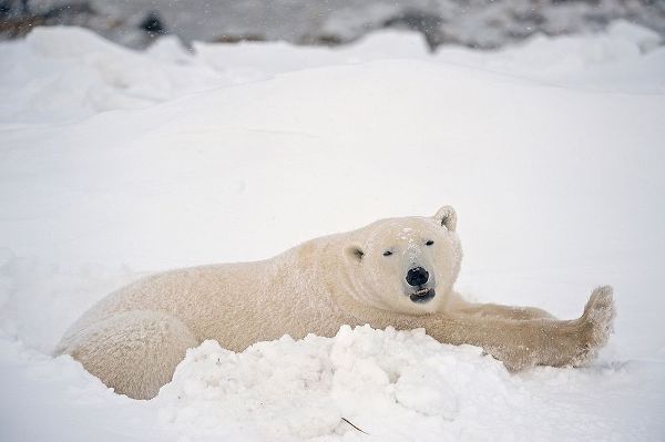 Canada-Manitoba-Churchill Polar bear resting in snow